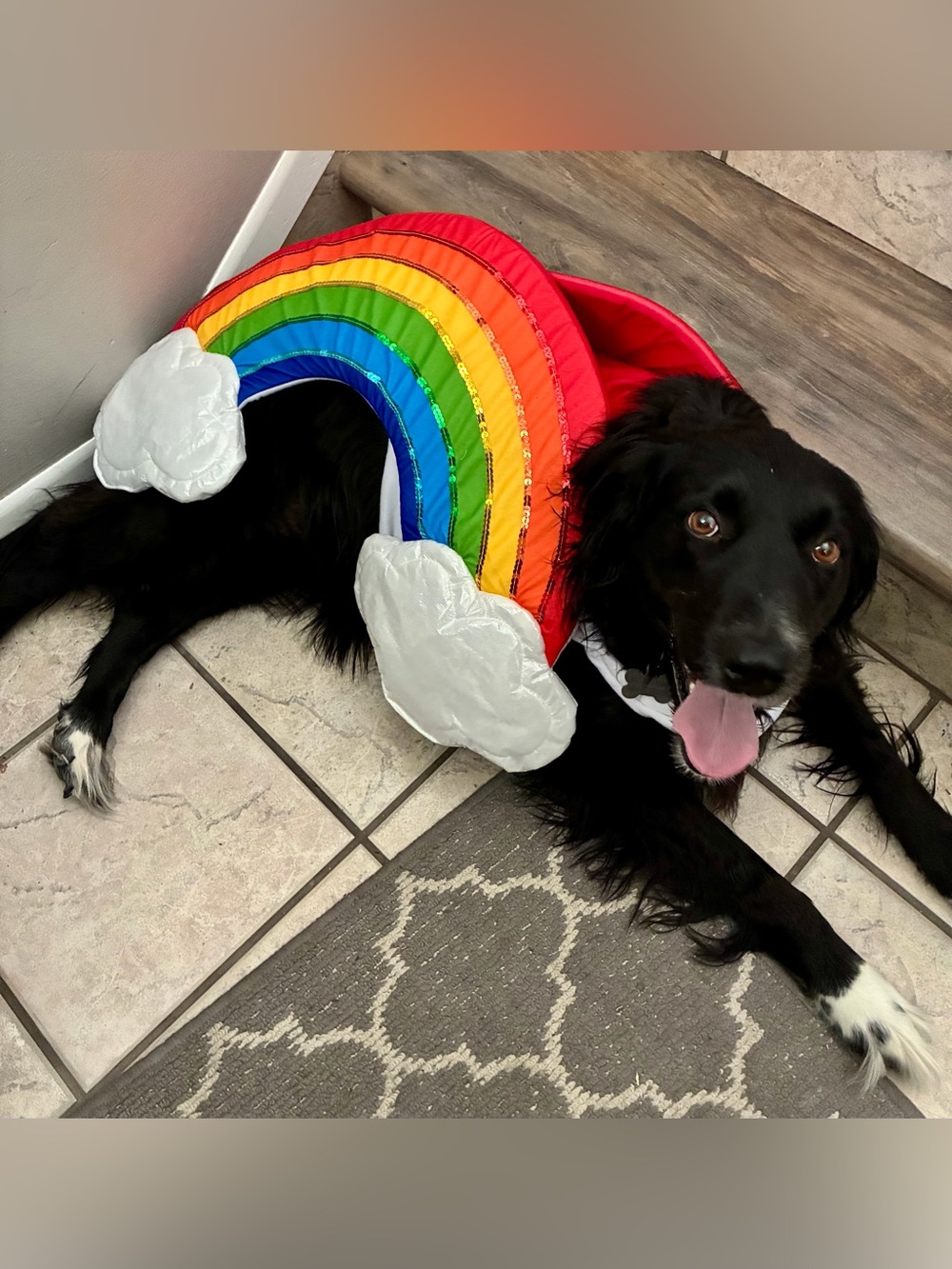 Rainbow Pet Costume Sequin Accents Clouds Large Fits ~70 lb Dog Halloween Pride - Picture 1 of 3